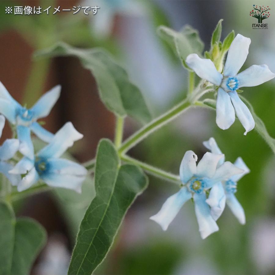 オキシペタラム ブルースター 花苗 3.5号/1個売り ルリトウワタ 瑠璃唐