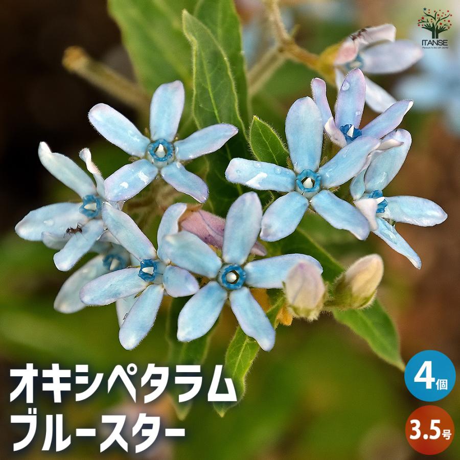 オキシペタラム ブルースター 花苗 3.5号/お買い得4個セット 