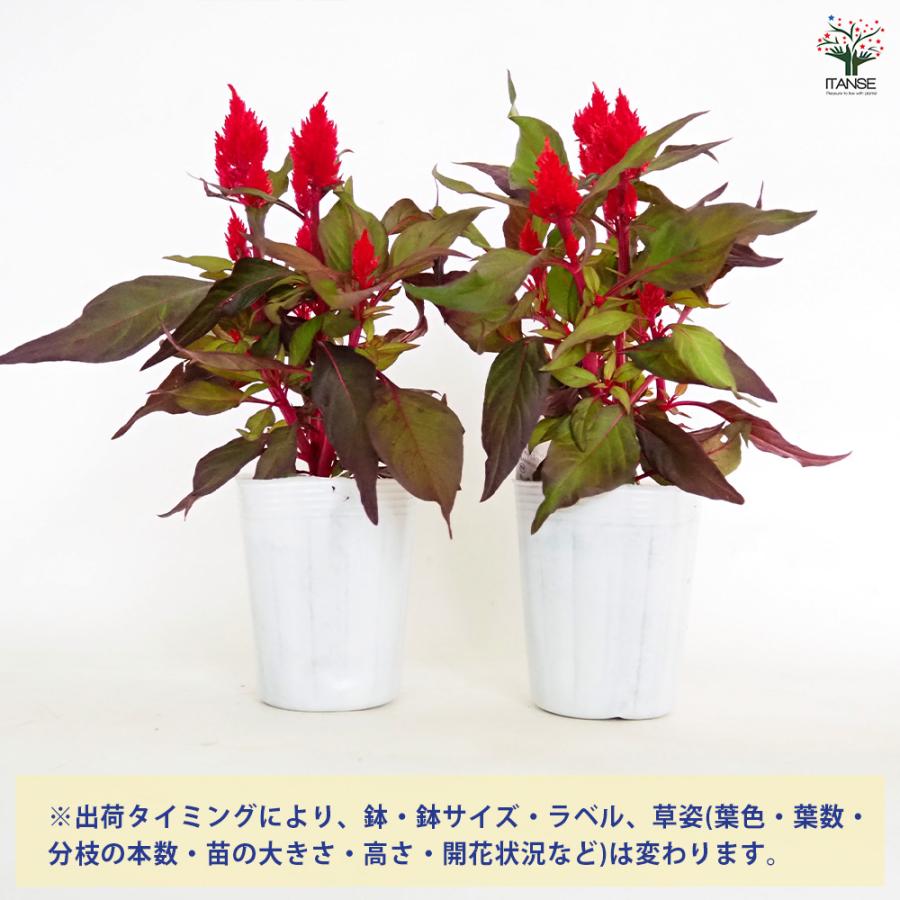 ケイトウ(セロシア) スマートルック レッド 花苗 3号/お買い得6個