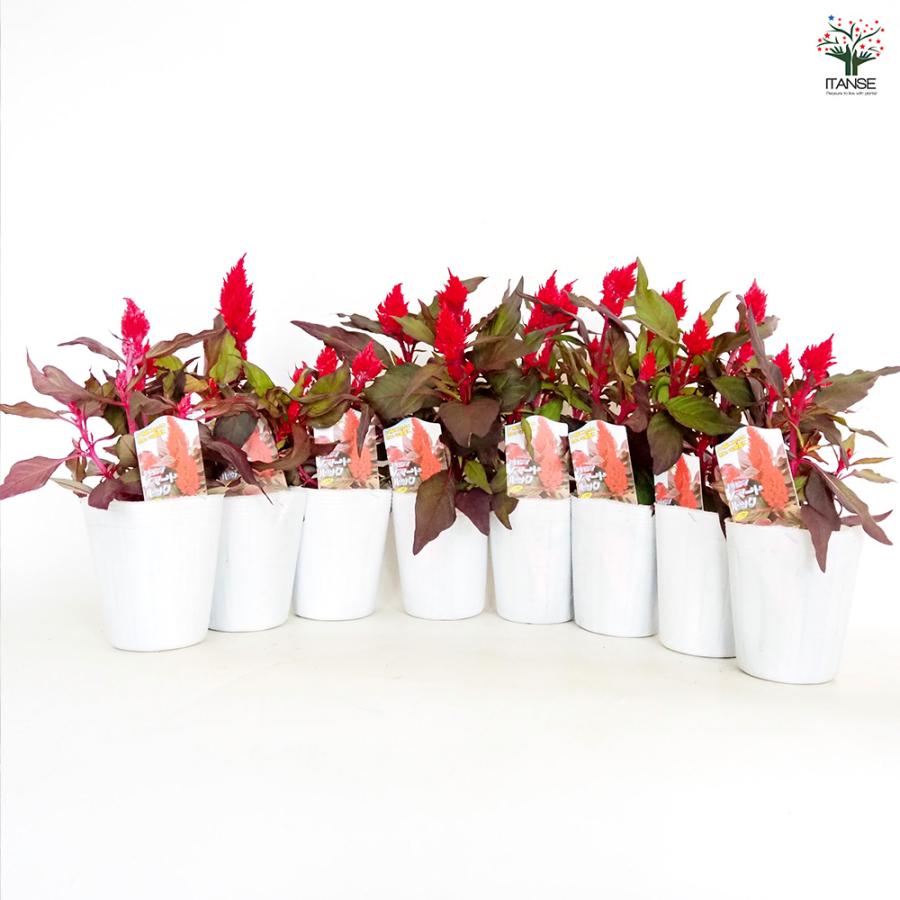 ケイトウ(セロシア) スマートルック レッド 花苗 3号/お買い得6個