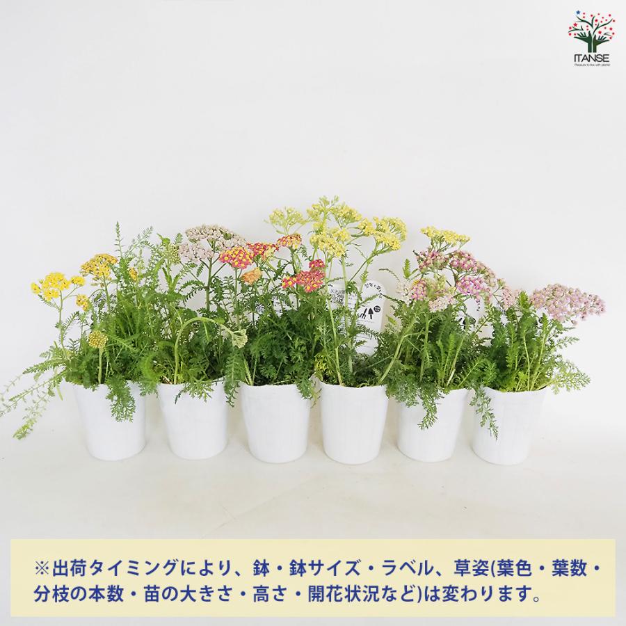 アキレア ミリーロック品種MIX見計らい 花苗 3号/1個売り お花の苗 花