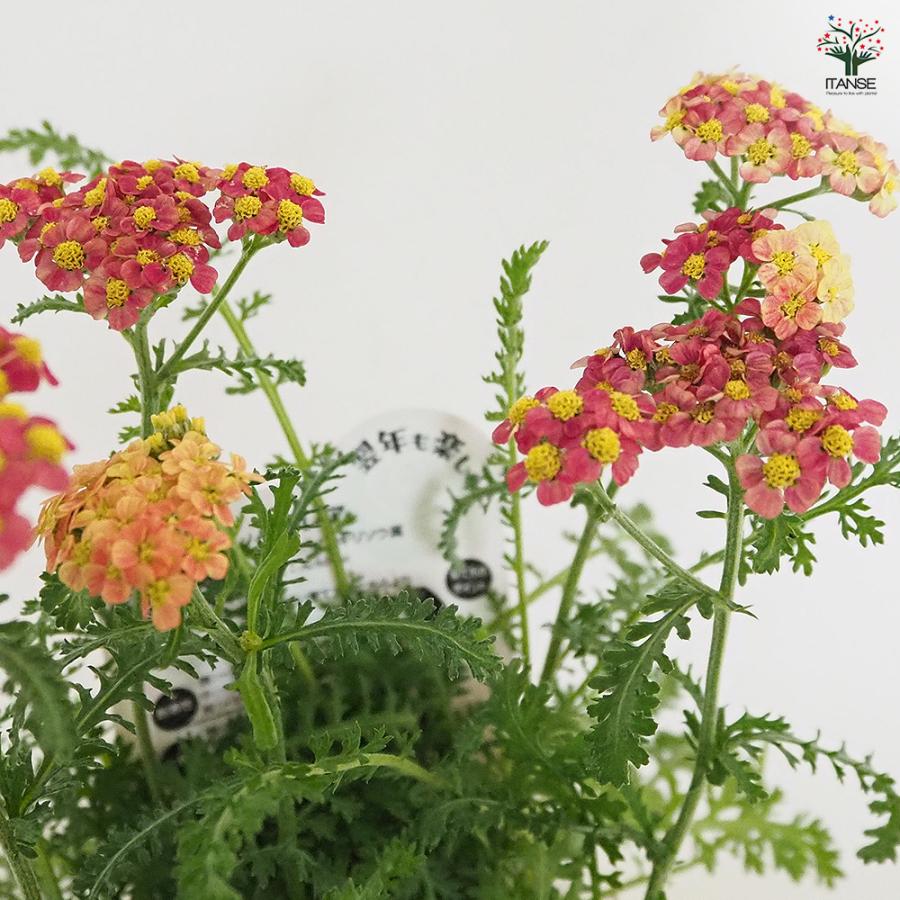 アキレア ミリーロック品種MIX見計らい 花苗 3号/1個売り お花の苗 花