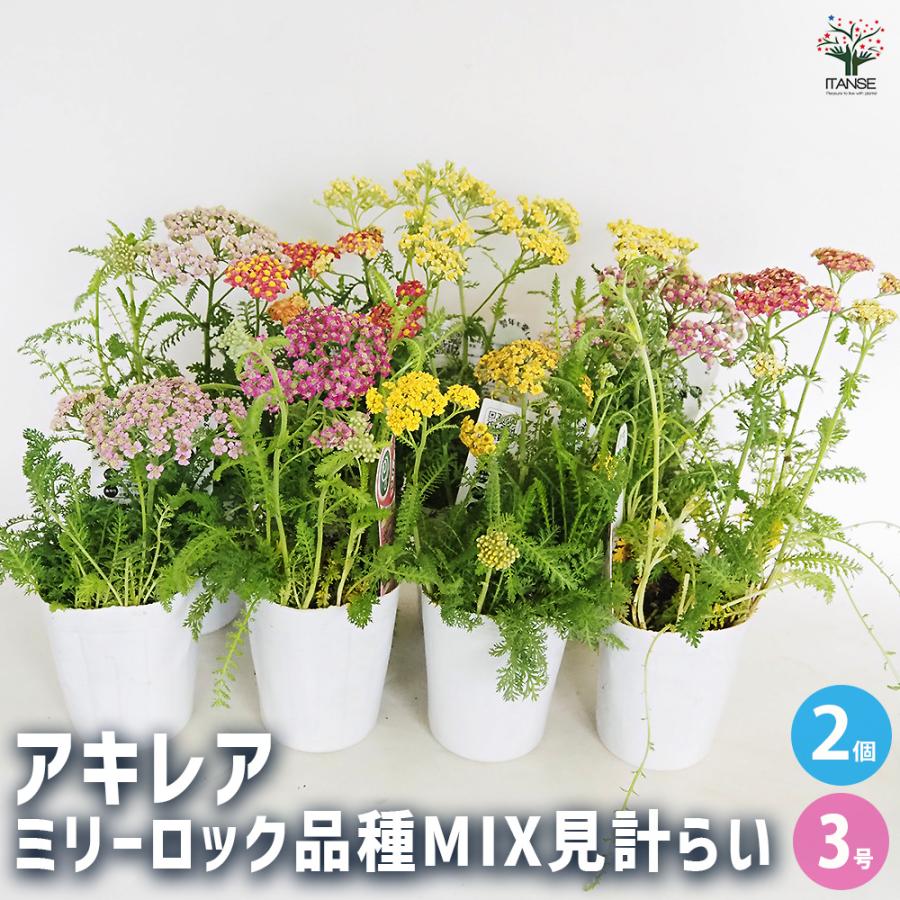 あ*号様 3568☘️蕾花タグ付☘️⭐️レッドイルミリオン⭐️美発色オーレア⭐️ アキレア ミリーロック品種MIX見計らい 花苗 3号/お買い得2個セット