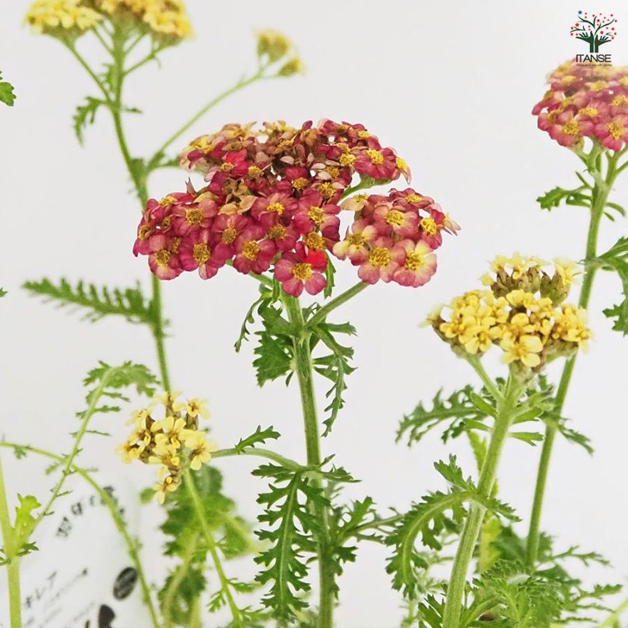 あ*号様 3568☘️蕾花タグ付☘️⭐️レッドイルミリオン⭐️美発色オーレア⭐️ 🎈‥∵‥‥∵‥‥∵‥‥∵‥‥∵‥‥∵‥🌀 Shinobi-zato BD sticker