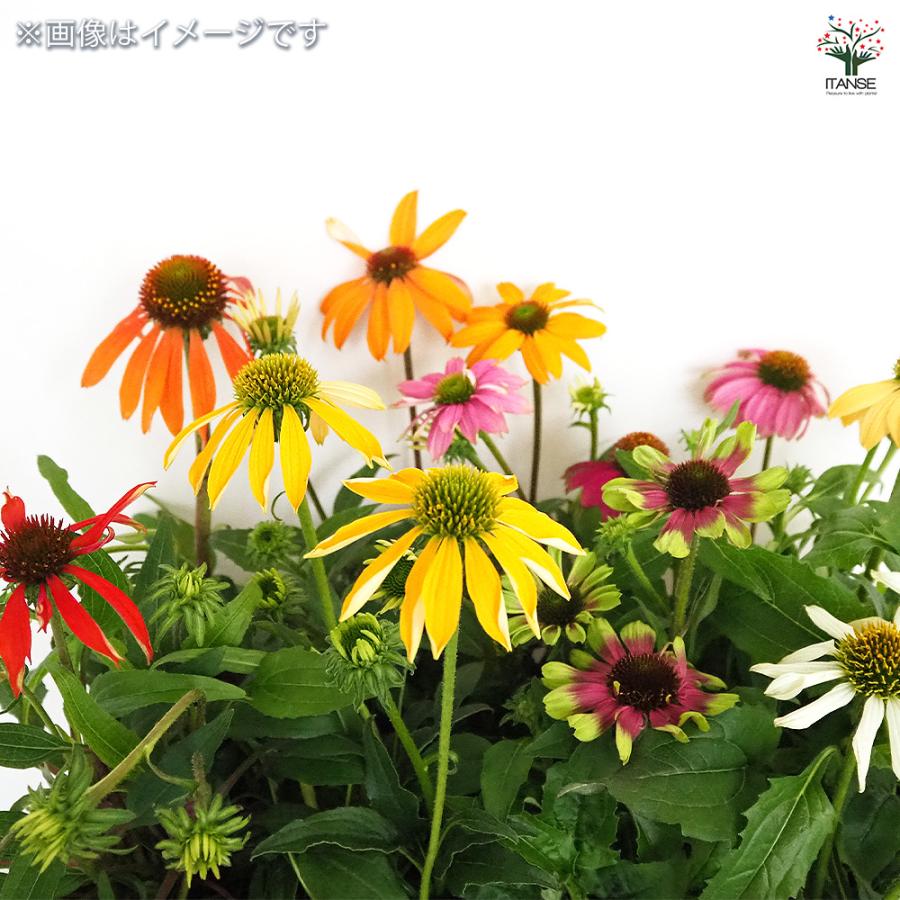 花 エキナセア 花色MIX見計らい 花苗 3.5号/お買い得6個セット 花の苗 紫