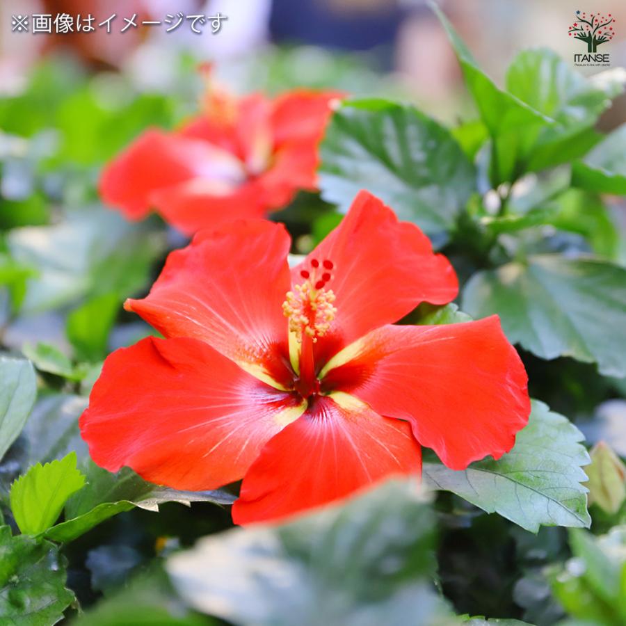 ハイビスカス サマーブリーズ スターリーウィンド 花木苗 4号/1個売り