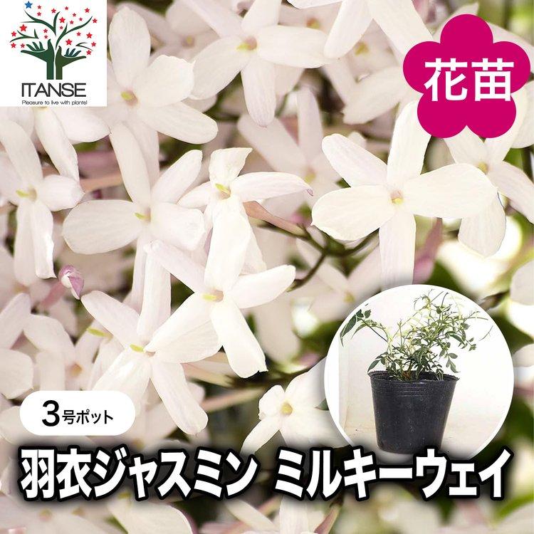 羽衣ジャスミン ミルキーウェイ 花木苗 3号/1個売り 花苗 花の苗