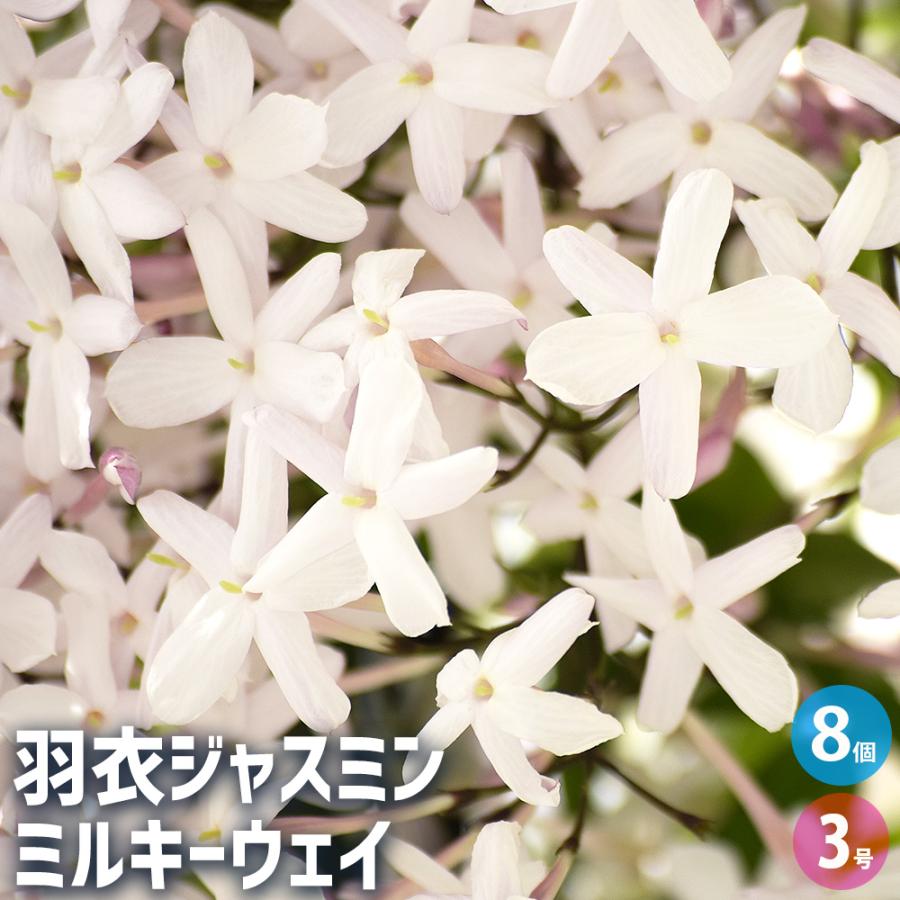 羽衣ジャスミン ミルキーウェイ 花木苗 3号/お買い得8個セット 花苗 花