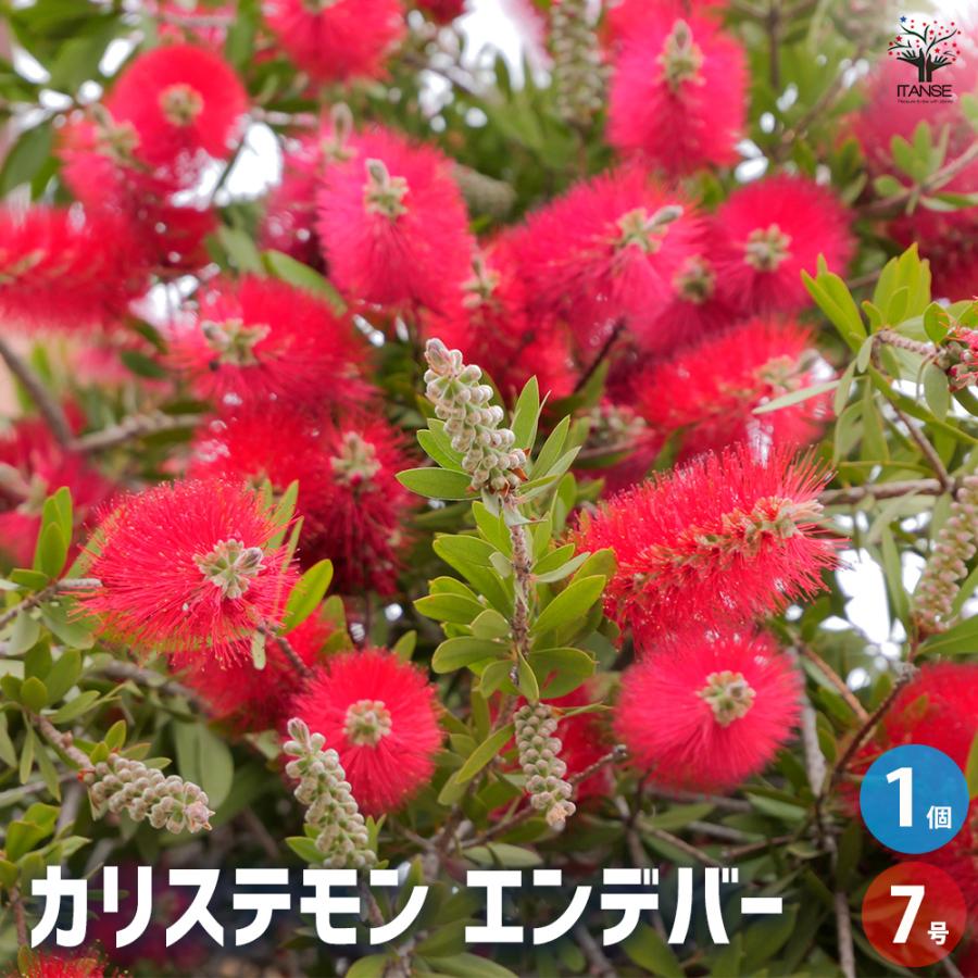 カリステモン エンデバー　ブラシの木 【大株】 カリステモン エンデバー 花木苗 7号/1個売り ブラシの木 ブラシノキ