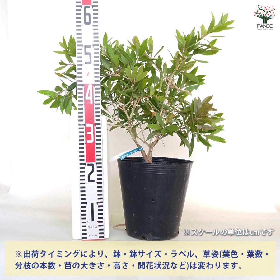 カリステモン エンデバー 花木苗 7号/1個売り ブラシの木 ブラシノキ