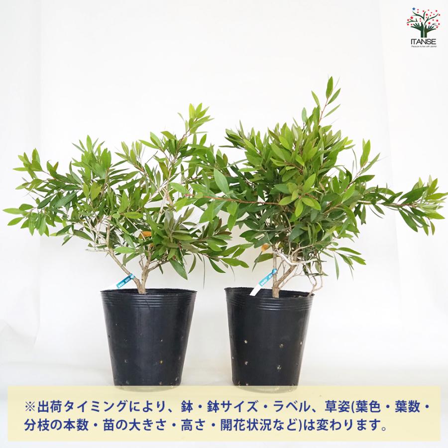 カリステモン エンデバー 花木苗 7号/1個売り ブラシの木 ブラシノキ
