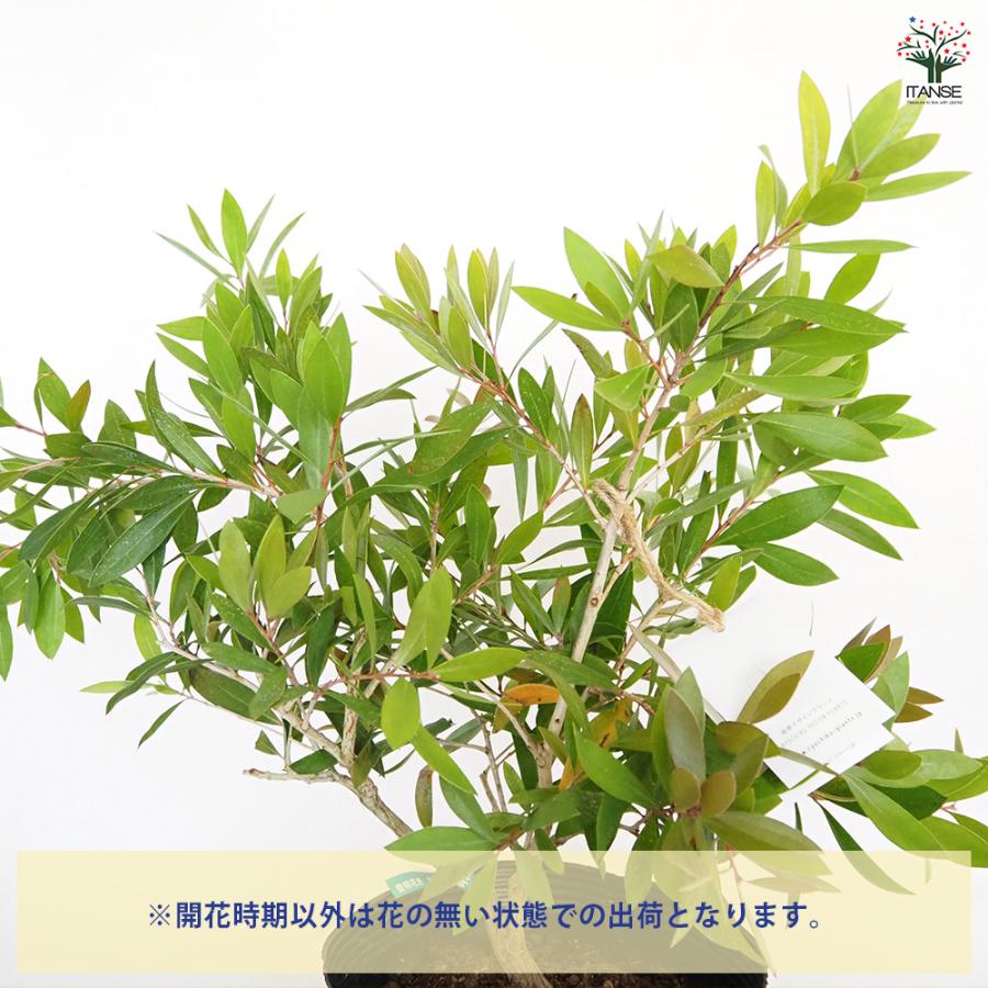 カリステモン エンデバー 花木苗 7号/1個売り ブラシの木 ブラシノキ