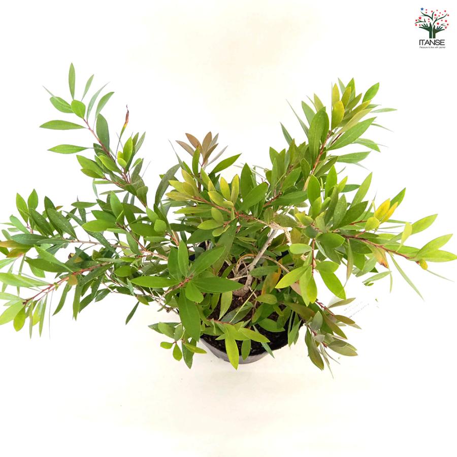 カリステモン エンデバー 花木苗 7号/1個売り ブラシの木 ブラシノキ