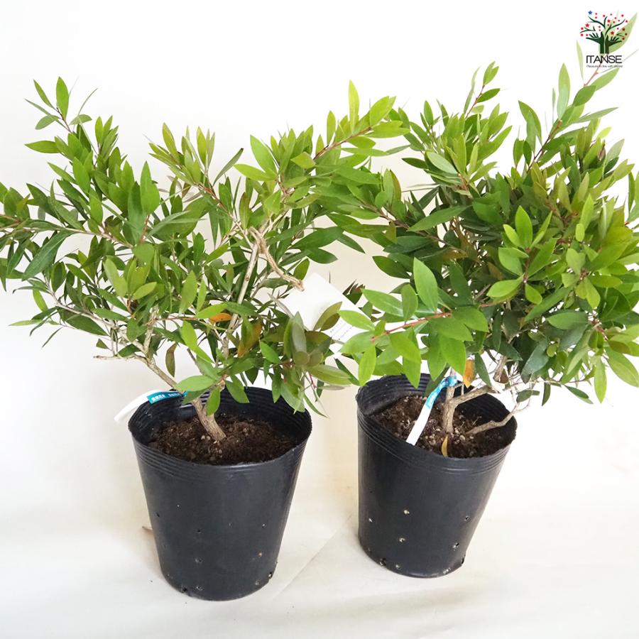 カリステモン エンデバー 花木苗 7号/1個売り ブラシの木 ブラシノキ
