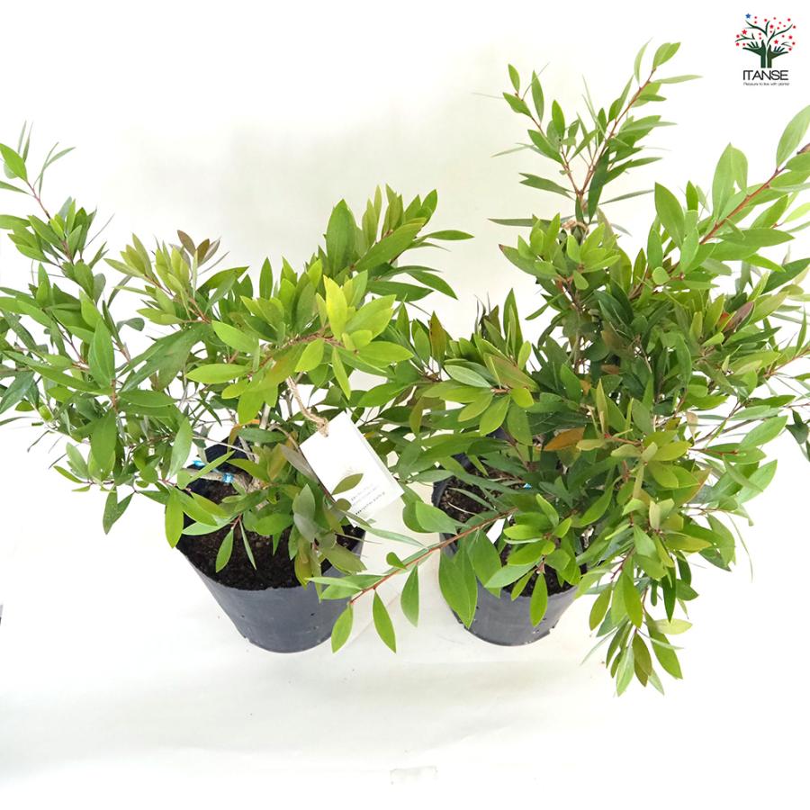 カリステモン エンデバー 花木苗 7号/1個売り ブラシの木 ブラシノキ