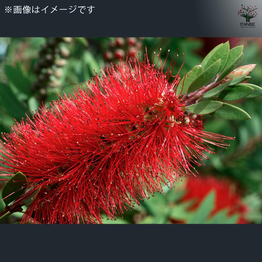 カリステモン エンデバー 花木苗 7号/1個売り ブラシの木 ブラシノキ