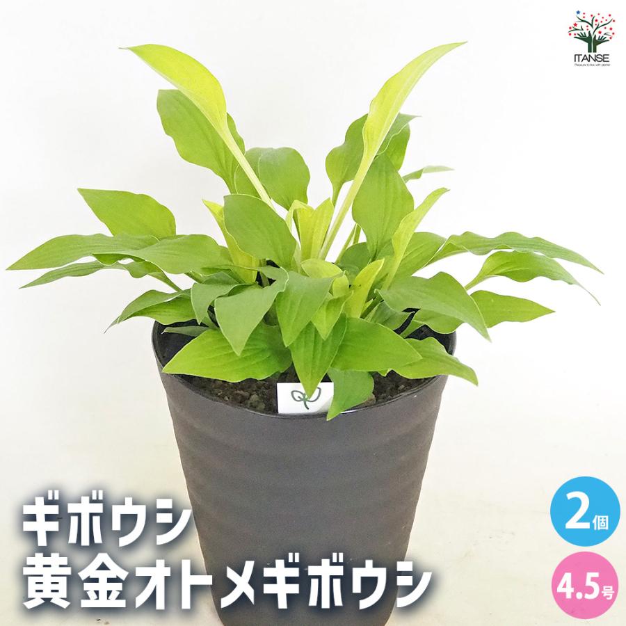ホスタ(ギボウシ) 黄金オトメギボウシ 花木苗 4.5号/お買い得2個セット