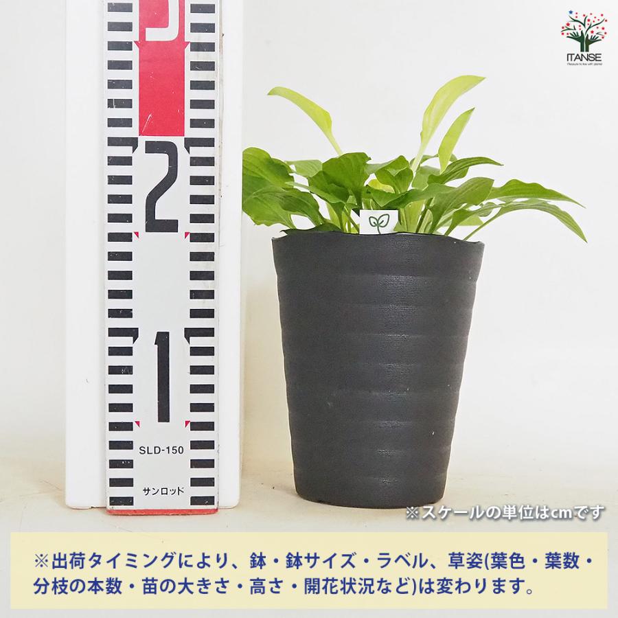 ホスタ(ギボウシ) 黄金オトメギボウシ 花木苗 4.5号/お買い得2個セット