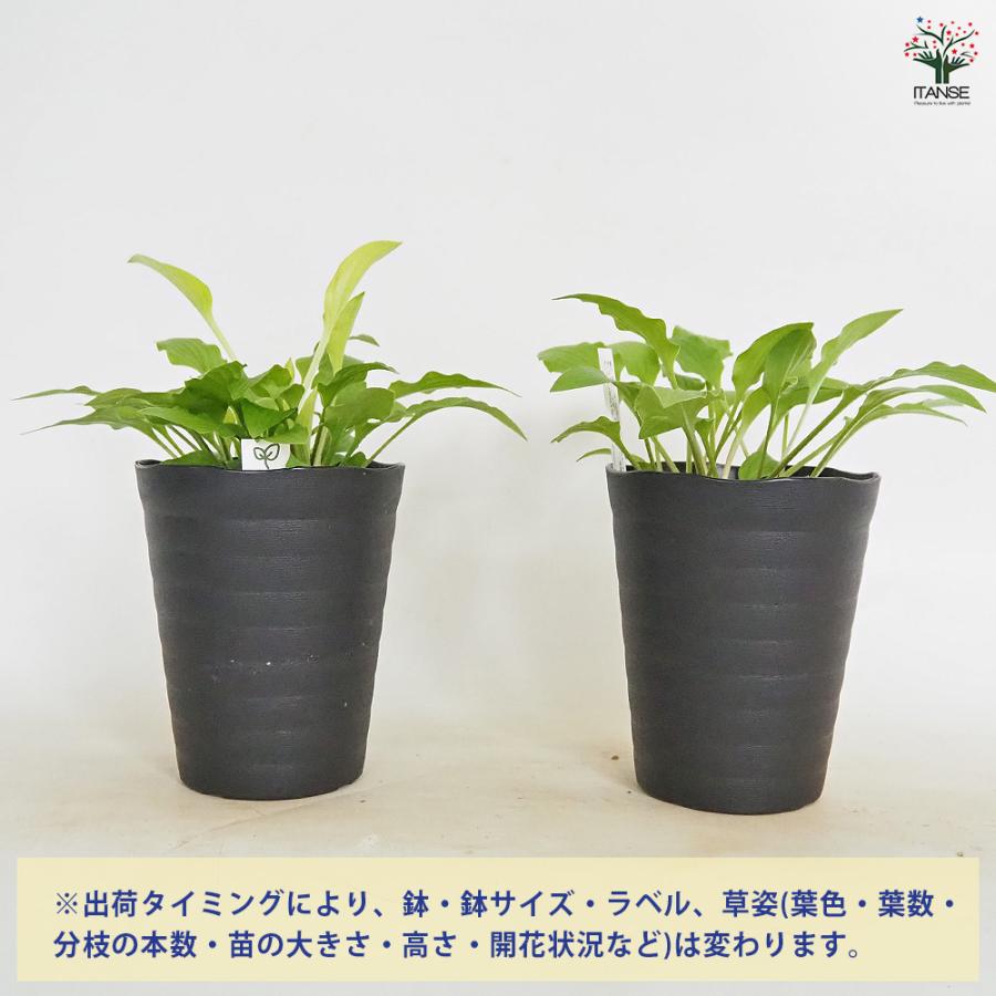 黄金乙女ギボウシ　花芽有り　鉢ごと発送 ホスタ(ギボウシ) 黄金オトメギボウシ 花木苗 4.5号/お買い得2個セット