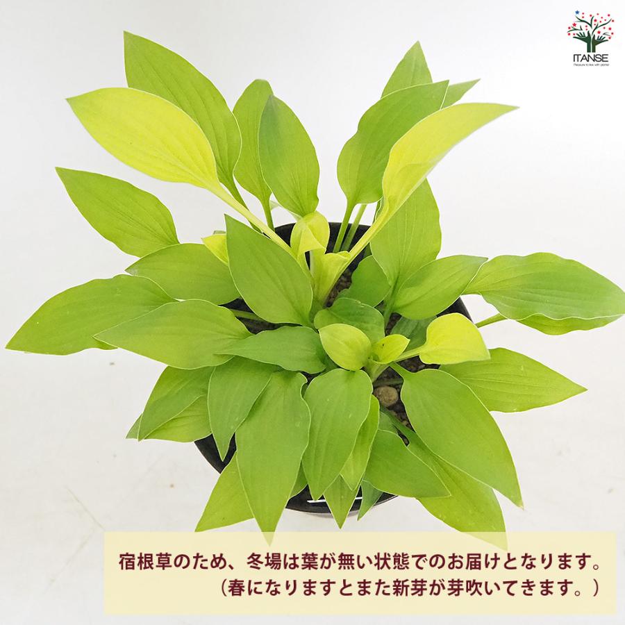 ホスタ(ギボウシ) 黄金オトメギボウシ 花木苗 4.5号/お買い得2個セット