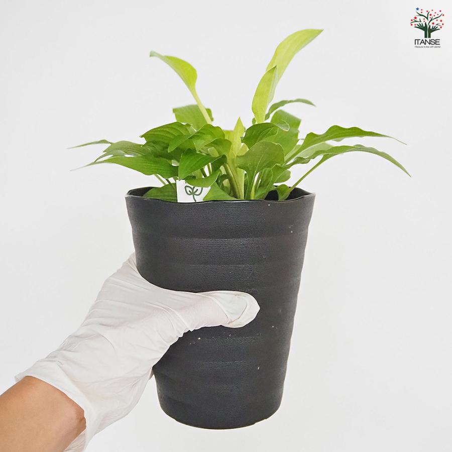 ホスタ(ギボウシ) 黄金オトメギボウシ 花木苗 4.5号/お買い得2個セット