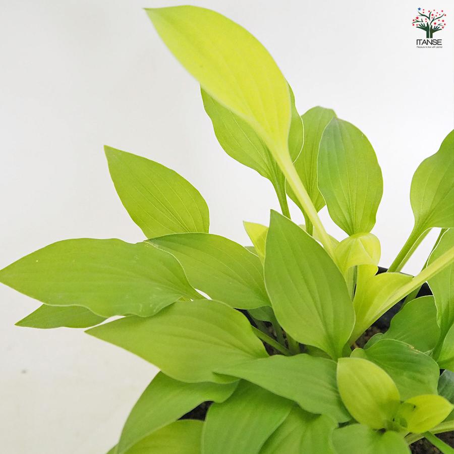 ホスタ(ギボウシ) 黄金オトメギボウシ 花木苗 4.5号/お買い得2個セット