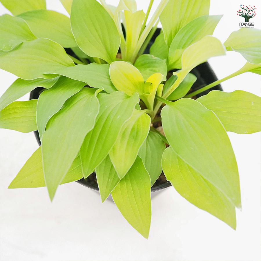 ホスタ(ギボウシ) 黄金オトメギボウシ 花木苗 4.5号/お買い得2個セット
