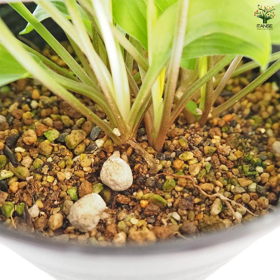 ホスタ(ギボウシ) 黄金オトメギボウシ 花木苗 4.5号/お買い得2個セット