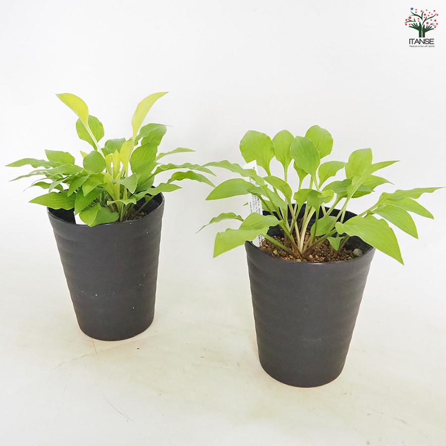 ホスタ(ギボウシ) 黄金オトメギボウシ 花木苗 4.5号/お買い得2個セット