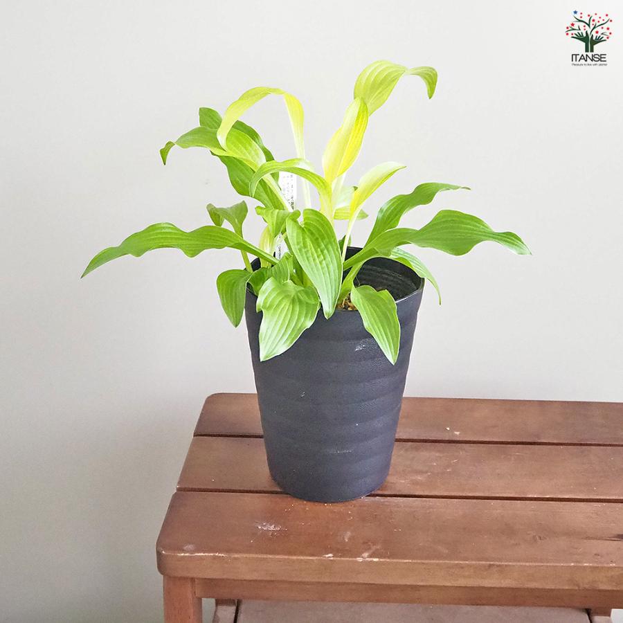 ホスタ(ギボウシ) 黄金錦 花木苗 4.5号/お買い得2個セット 花苗 宿根草