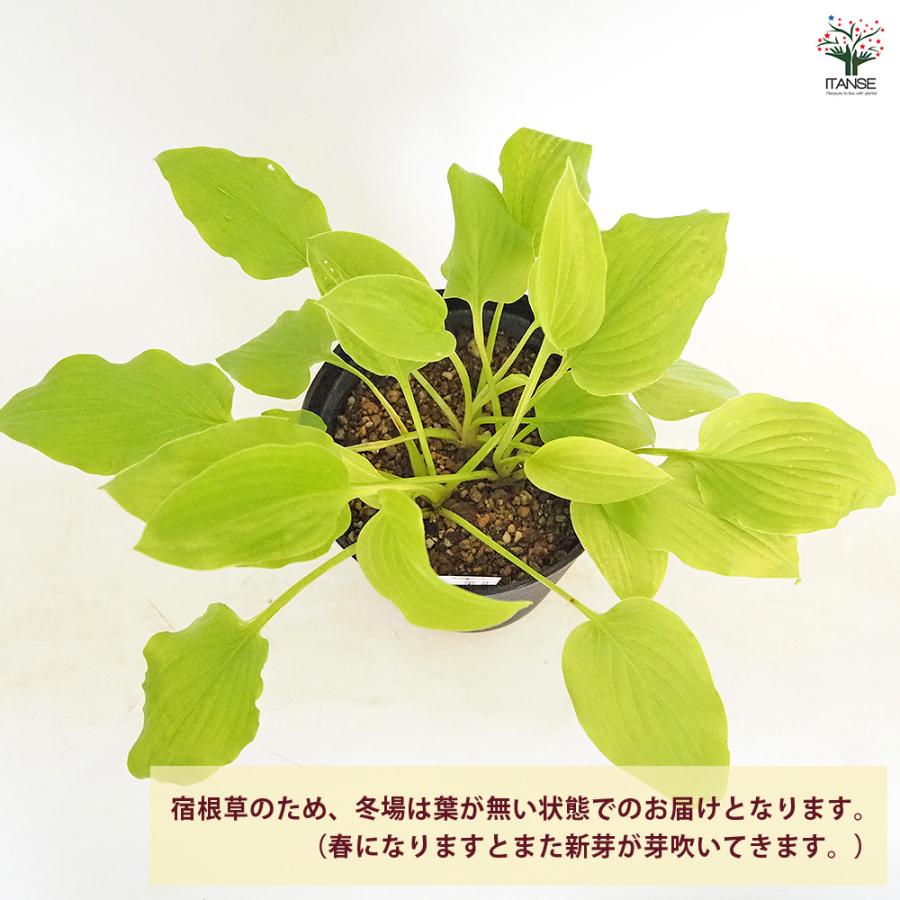 中古シャトル　120球 YONEX - 中古シャトル120球の通販 by たろう's shop｜ヨネックス