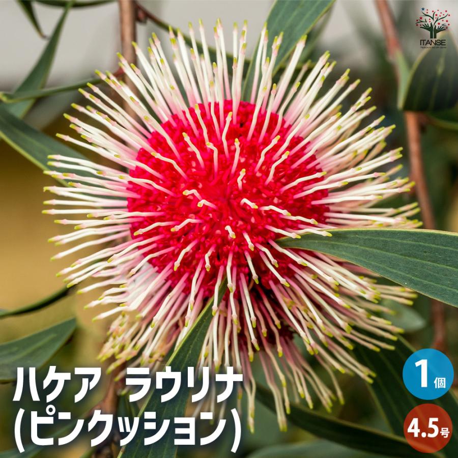 3850⭐️ツートンカラー⭐️小中輪⭐️オーレア⭐️ぼかし
