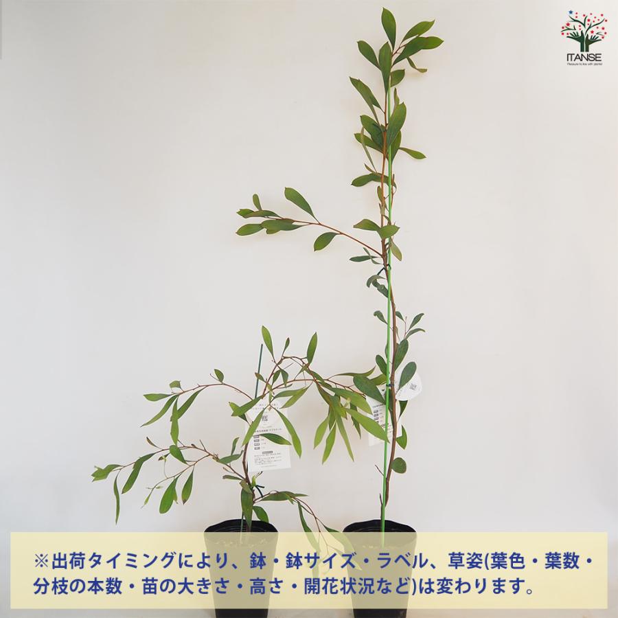 ハケア ラウリナ(ピンクッション) 花木苗 4.5号/1個売り オージー
