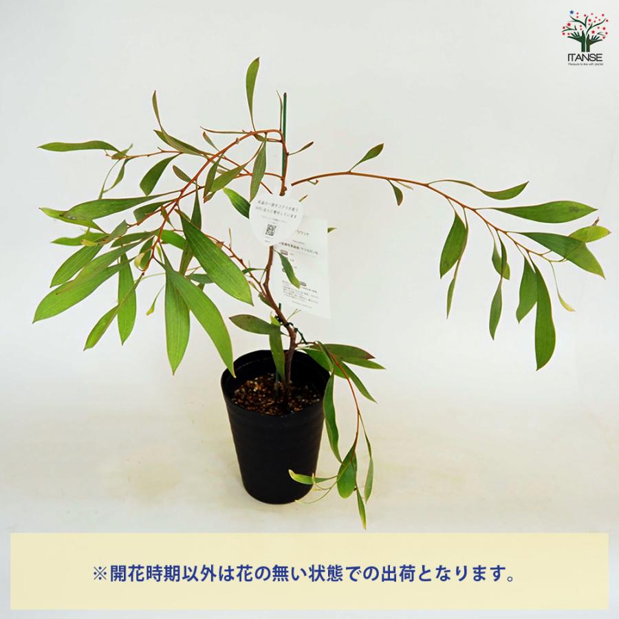 ハケア ラウリナ(ピンクッション) 花木苗 4.5号/1個売り オージー