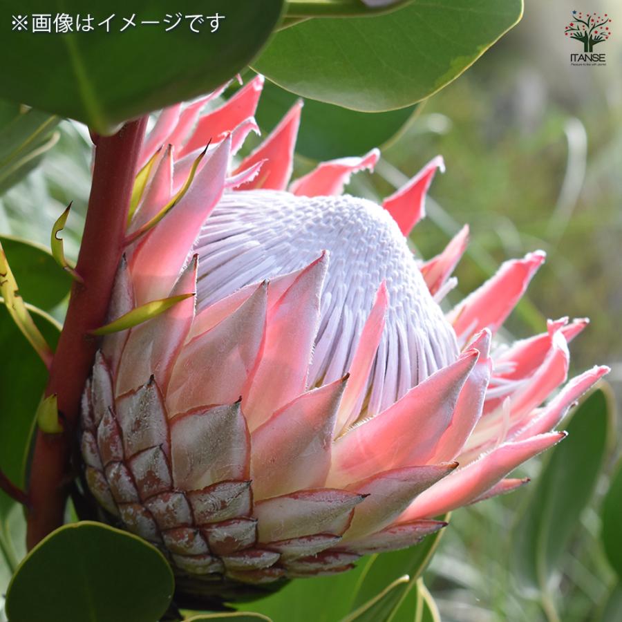 プロテア シナロイデス スプリング 花木苗 4号/1個売り 美しく彩られた