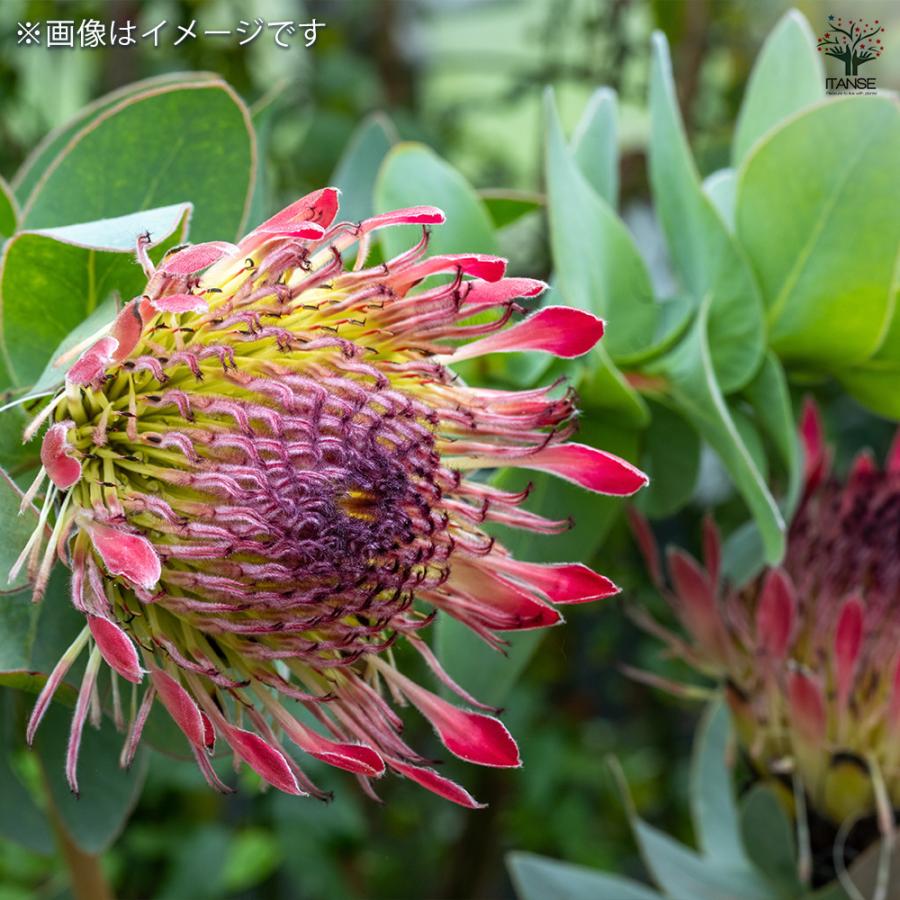 プロテア エキシミア 花木苗 4.5号/1個売り 美しく彩られた大型の総苞