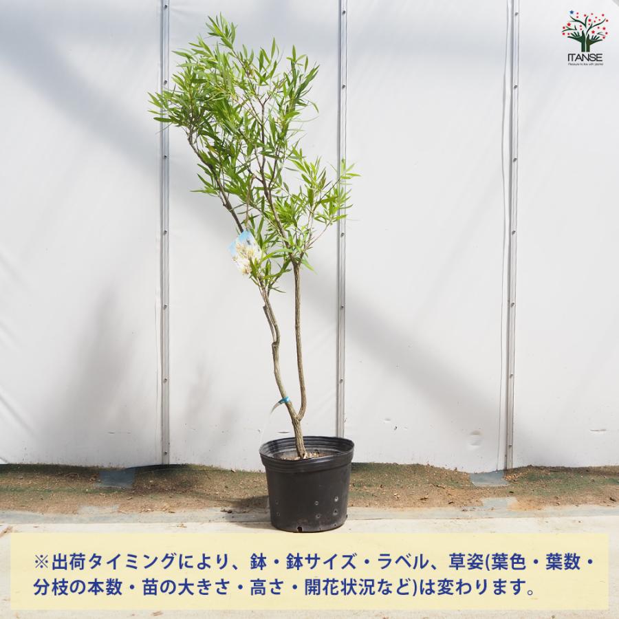カリステモン ウィルダネスホワイト 花木苗 8号/1個売り ブラシノキ