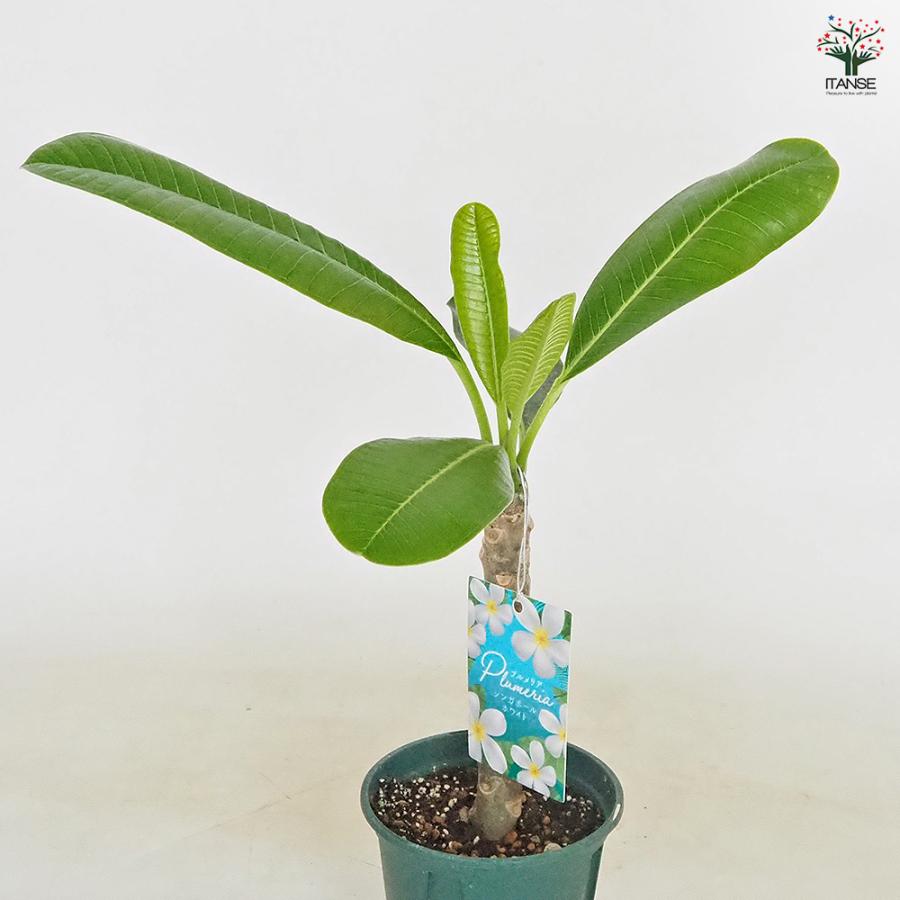 プルメリア苗木 シンガポールホワイト 花木苗 3.5号/1個売り 花木 花木
