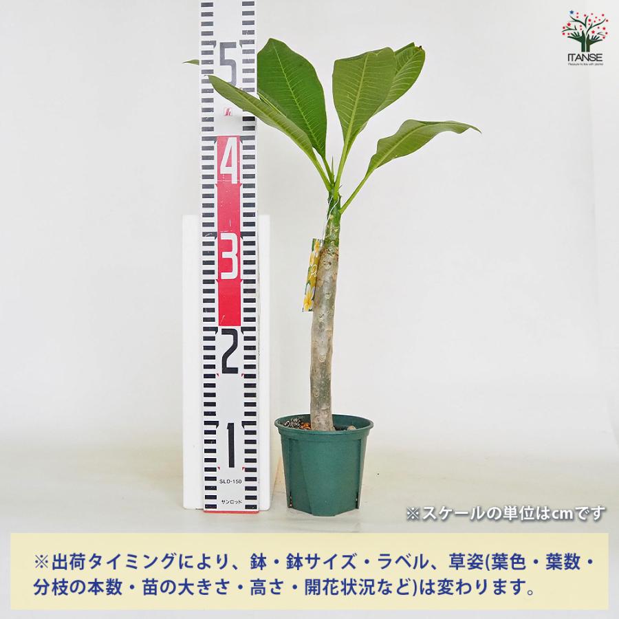 プルメリア苗木 イエロー 花木苗 3.5号/1個売り 花木 花木の苗
