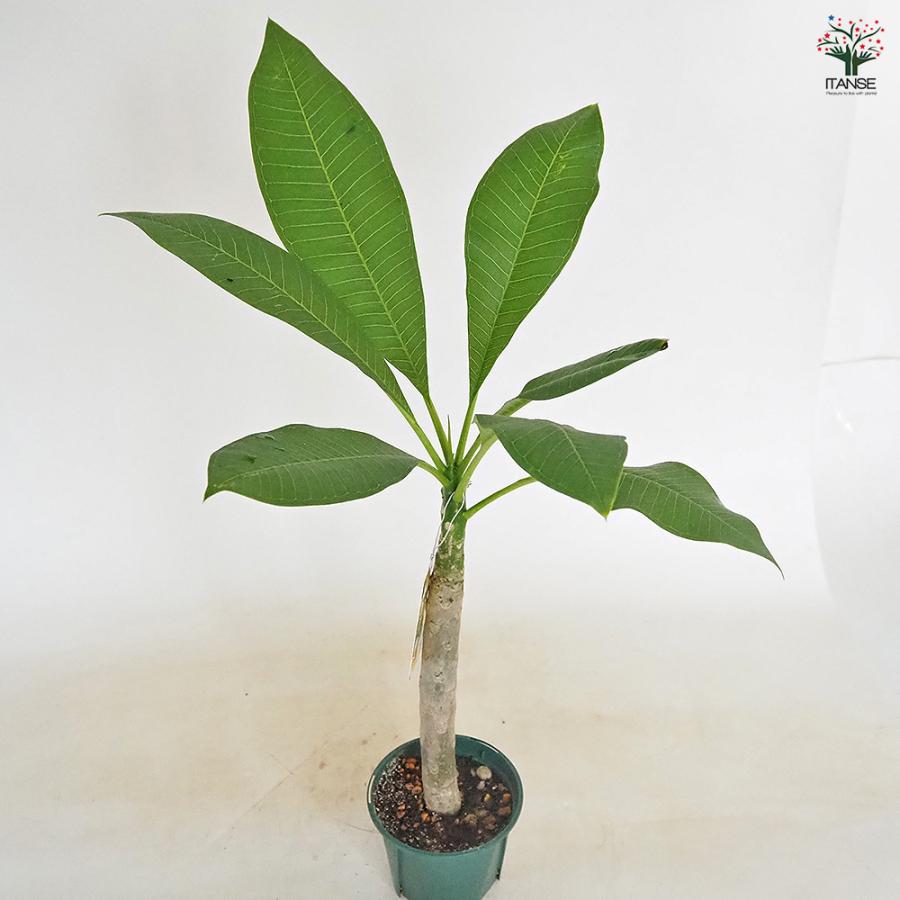 プルメリア苗木 イエロー 花木苗 3.5号/1個売り 花木 花木の苗 花の苗