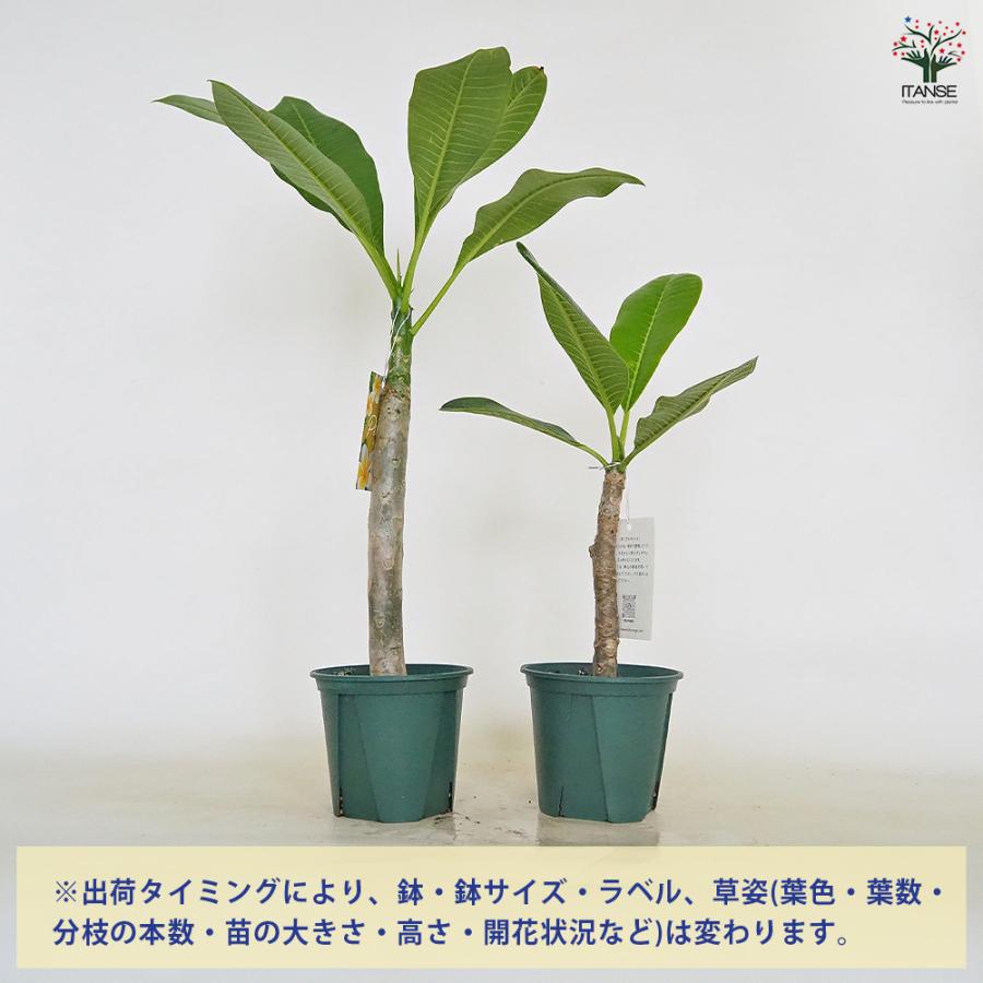 プルメリア苗木 イエロー 花木苗 3.5号/お買い得2個セット 花木 花木の