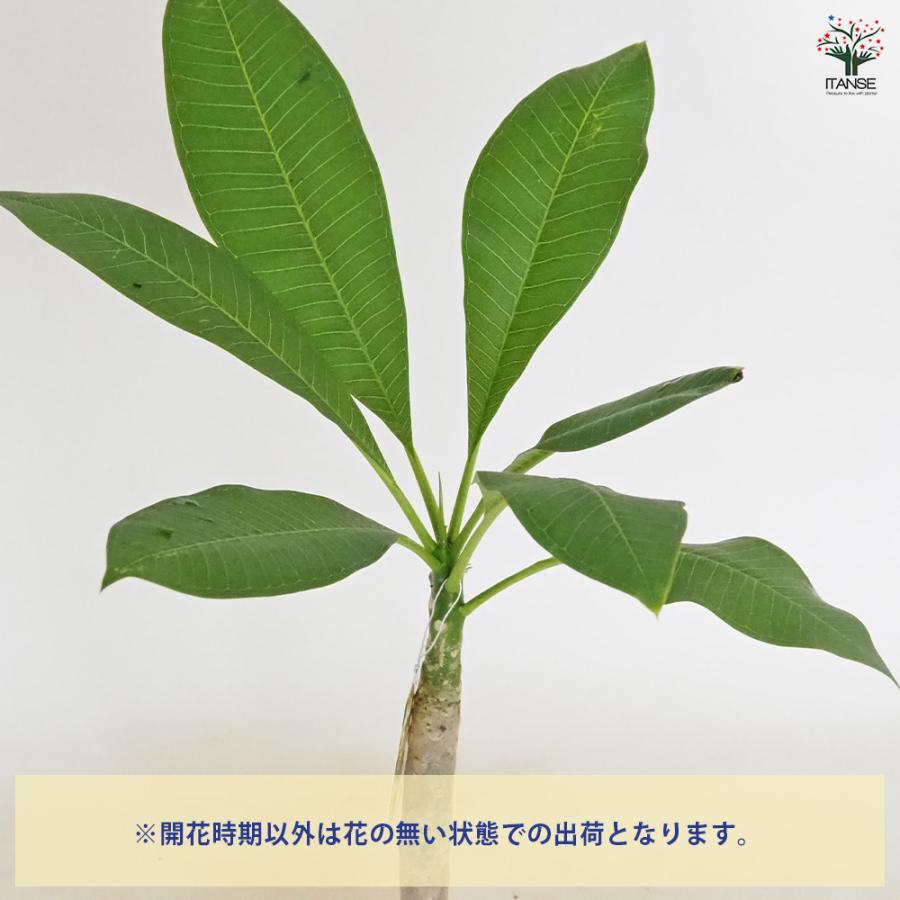 プルメリア苗木 イエロー 花木苗 3.5号/お買い得2個セット 花木 花木の