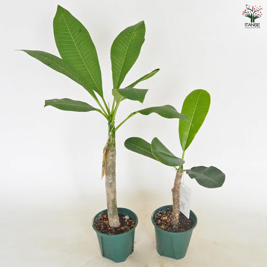 プルメリア苗木 イエロー 花木苗 3.5号/お買い得2個セット 花木 花木の