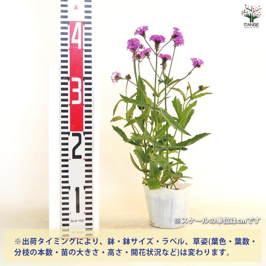 宿根バーベナ リギダ ベノーサ 花苗 3.5号/お買い得4個セット Verbena