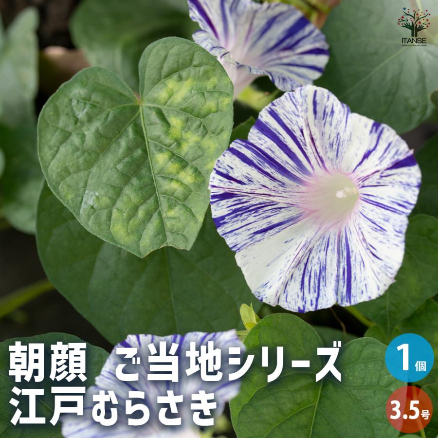 朝顔(アサガオ) ご当地シリーズ 江戸むらさき 花苗 3.5号/1個売り 朝顔