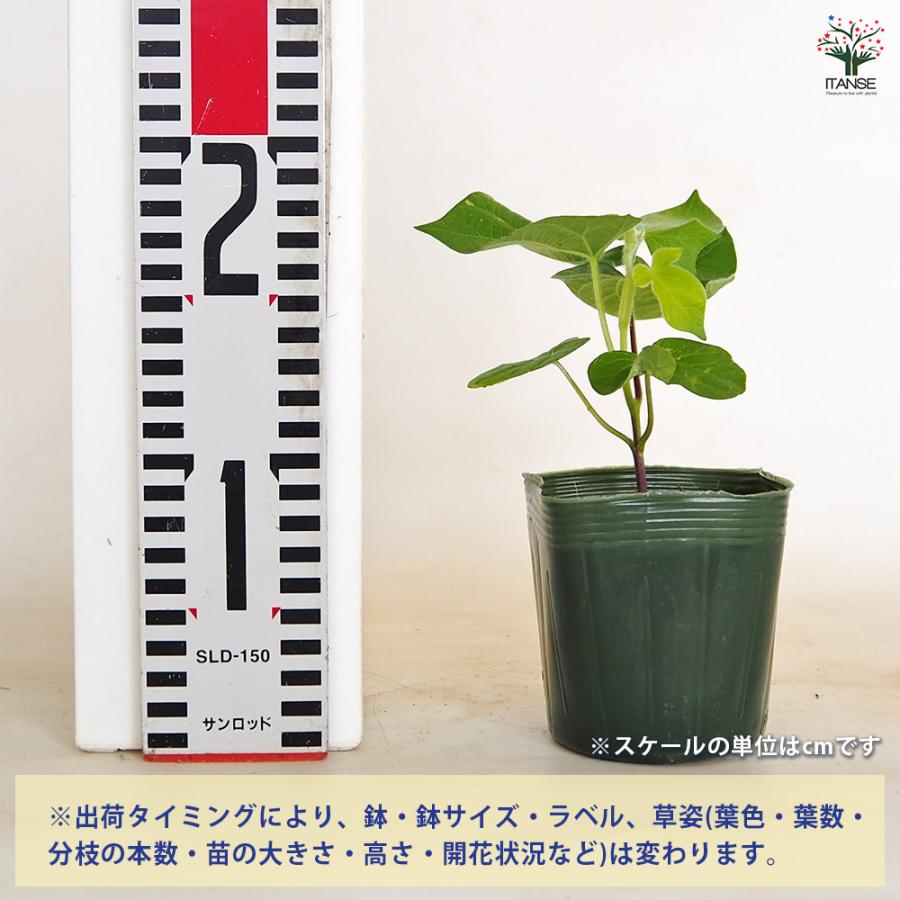 朝顔(アサガオ) ご当地シリーズ 江戸むらさき 花苗 3.5号/お買い得2個
