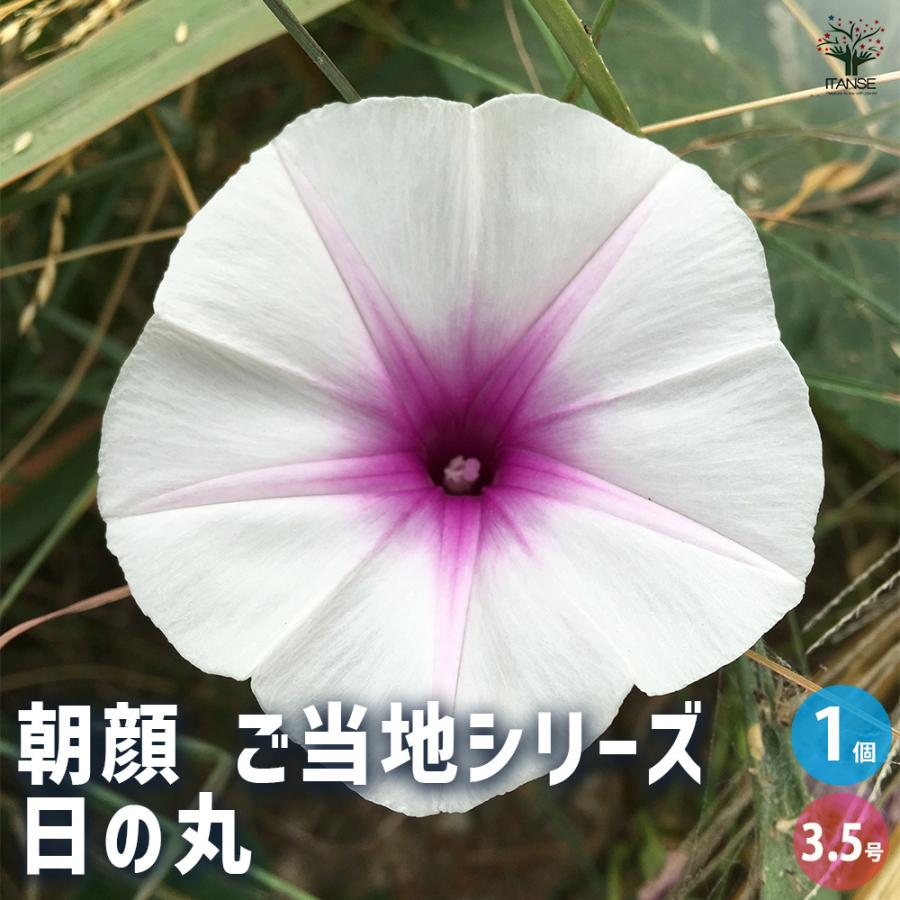 朝顔(アサガオ) ご当地シリーズ 日の丸 花苗 3.5号/1個売り 朝顔