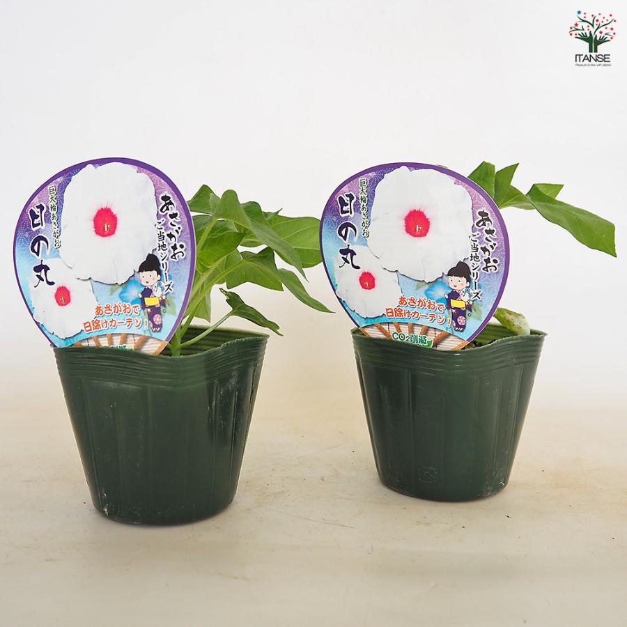 朝顔(アサガオ) ご当地シリーズ 日の丸 花苗 3.5号/1個売り 朝顔