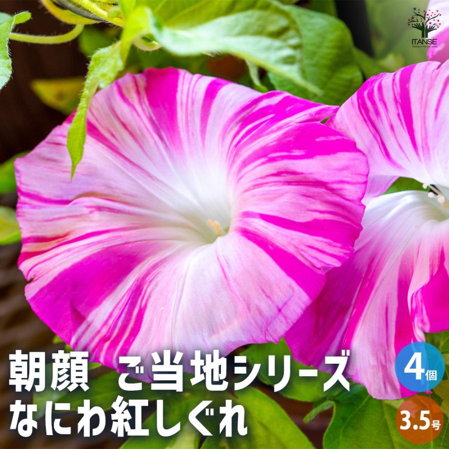 朝顔　紅花　猫　5個セット 朝顔(アサガオ) ご当地シリーズ なにわ紅しぐれ 花苗 3.5号/お買い得4