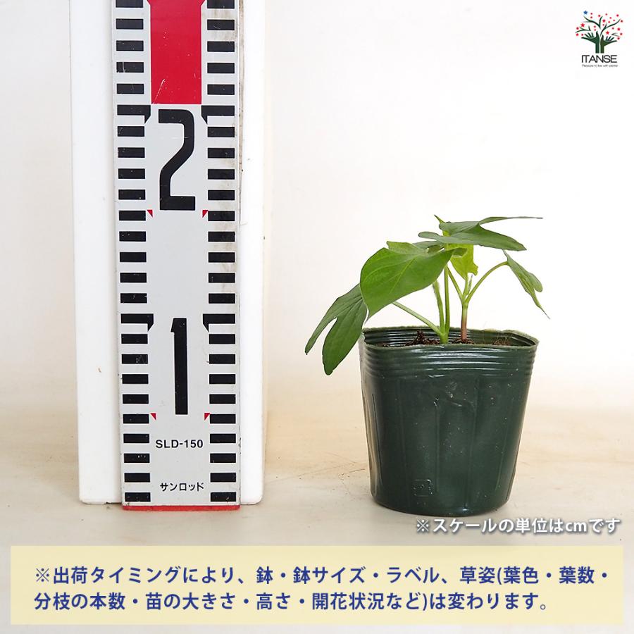 朝顔 朝顔(アサガオ) ご当地シリーズ なにわ紅しぐれ 花苗 3.5号/お買い得4